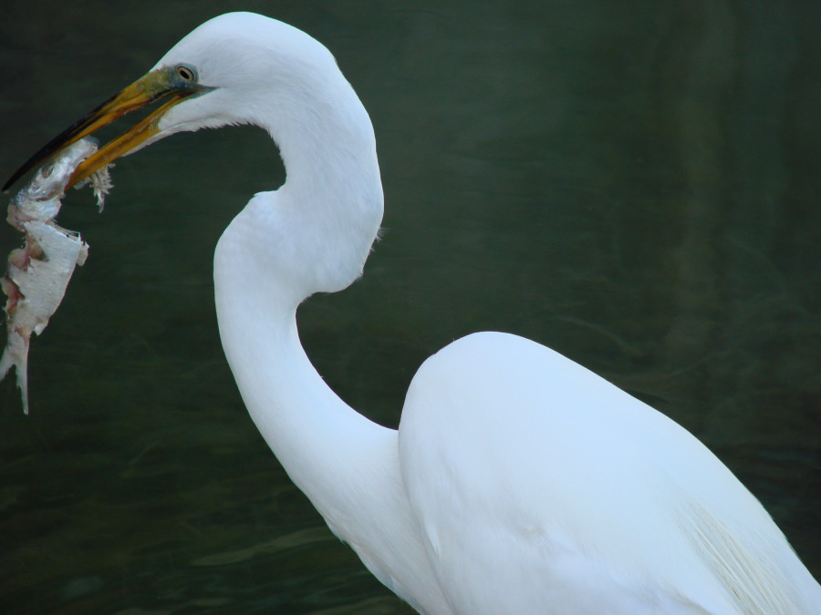 Islamorada