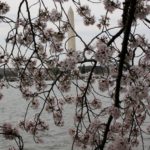 Cherry Blossoms, Washington DC on Easter