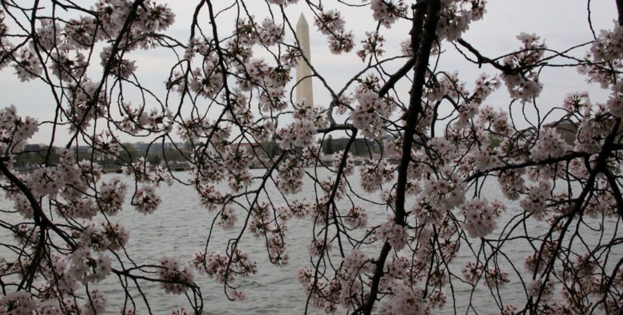 Cherry Blossoms, Washington DC on Easter