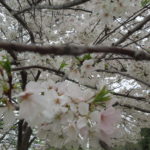 Cherry Blossoms, Washington DC, Easter 2016