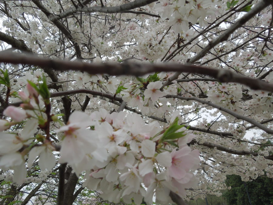 Cherry Blossoms, Washington DC, Easter 2016