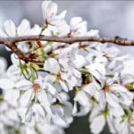 Cherry Blossoms, Washington DC, Easter March 27.1