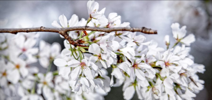 Cherry Blossoms, Washington DC, Easter March 27.1