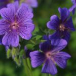 purple flowers