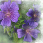 Islamorada Purple Flowers with Interesting Effect