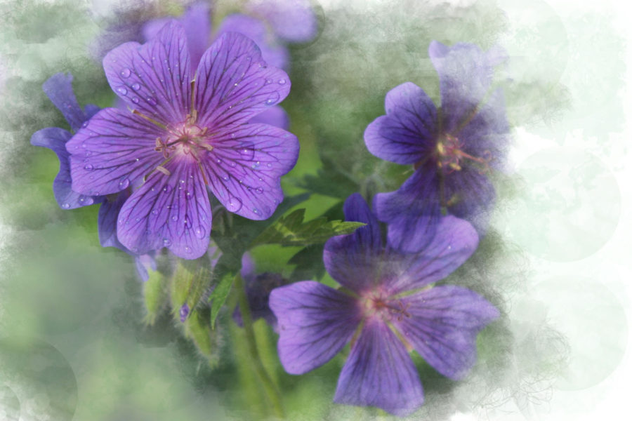 Islamorada Purple Flowers with Interesting Effect