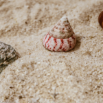 Shells in Sand