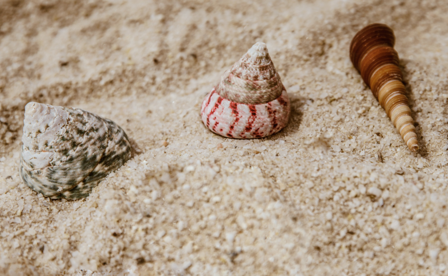 Shells in Sand